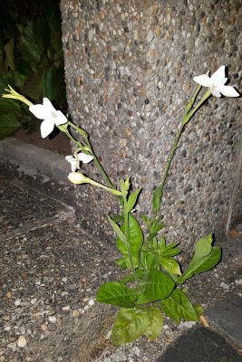 20180912_052557-k.jpg