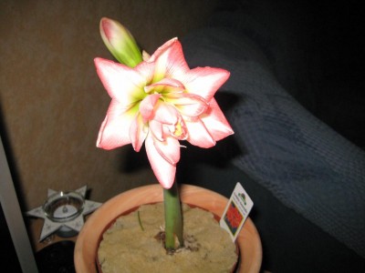 Rosaweiß Küche Ama.jpg