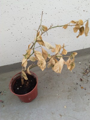 IMG_20200719_083150.jpg
