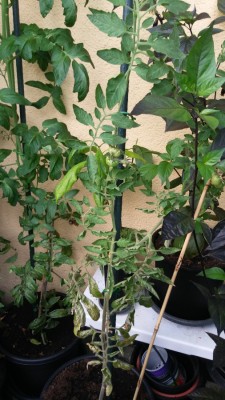 20200801_182807.jpg