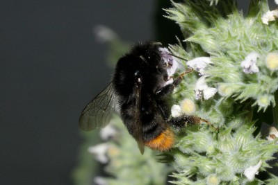 200726_steinhummel_1.jpg