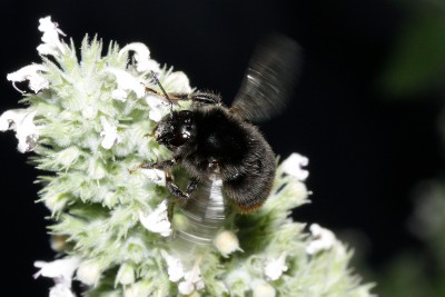 200726_steinhummel_4.jpg