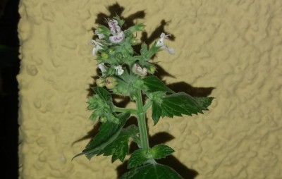 20200812_201032.jpg