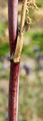 IMG_8414.JPG