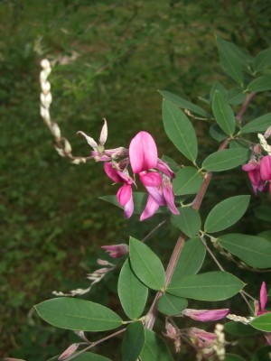 DSCF0642.jpg