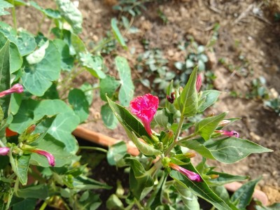 IMG_20200824_102346192.jpg