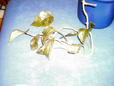 blatt..JPG