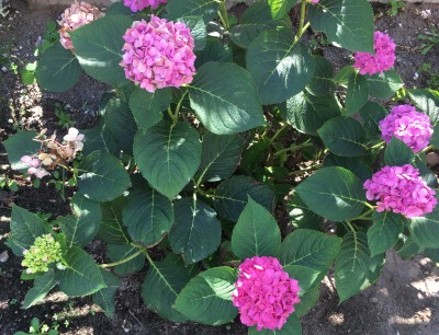 Hortensien-Blüte an diesjährigen Holz_01.jpg