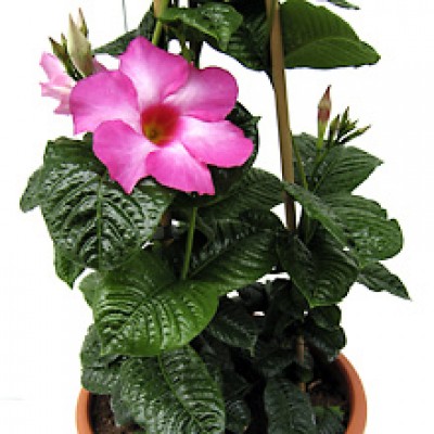 dipladenia_rubiniana.jpg