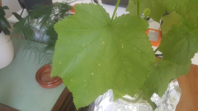 20200910_154826.jpg
