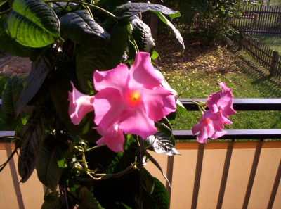 Muttis Blume2.JPG