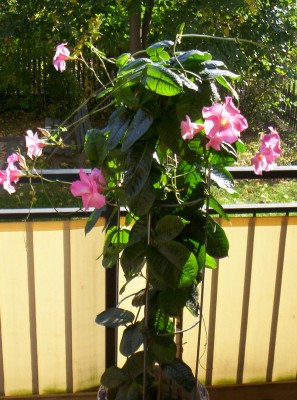 Muttis Blume1.JPG