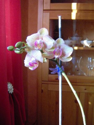 Phalaenopsis_I_400x533.JPG
