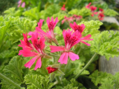 Bilder von Robert 081 - Kopie.jpg