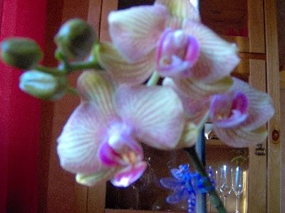 Phalaenopsis_II_400x300.JPG