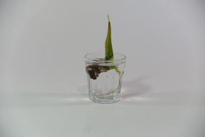 DSC04219.JPG