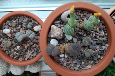 20201017_141214-a.jpg