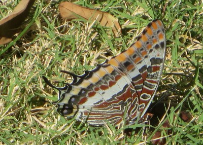 IMG_4615.JPG