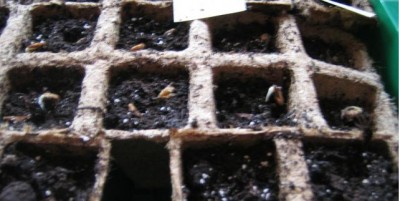 Gewächshaus 15. Januar.JPG