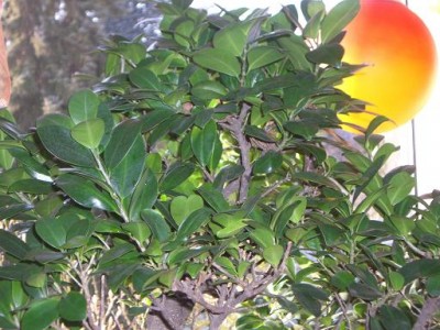 Bilderkalender 006.jpg