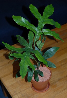 DSC_1054g.jpg