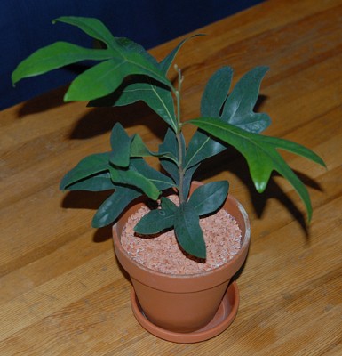 DSC_1052g.jpg