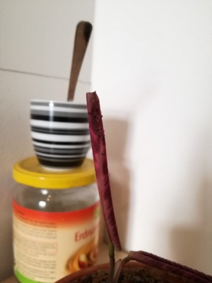 thumbnail_IMG_20201031_155113.jpg
