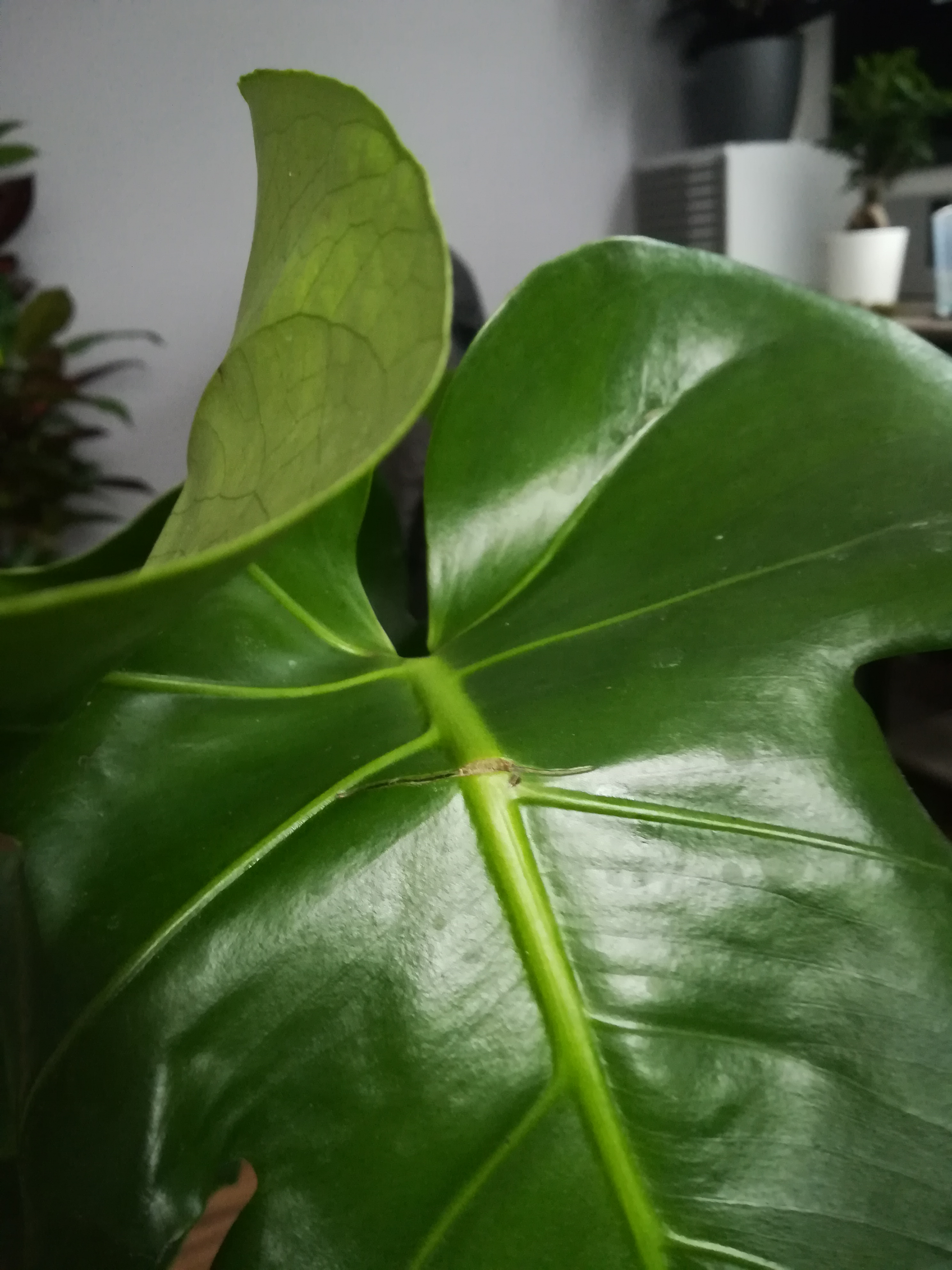 Wie repariert man ein kaputtes Monstera-Blatt?