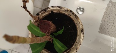 IMG_20201109_165905.jpg
