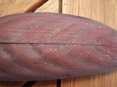 calathea.JPG