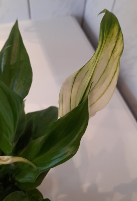 20201115_123031~2.jpg