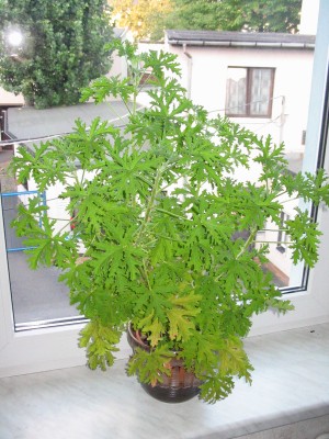 Duftpelargonie.JPG