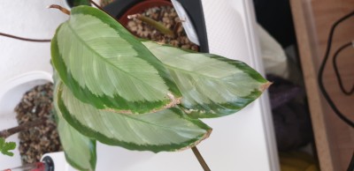 20201130_140548.jpg
