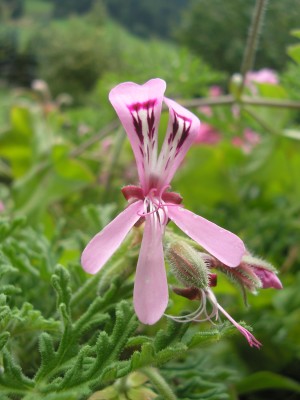 Bilder von Robert 050 - Kopie.jpg