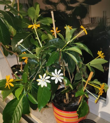IMG_20201128_224626.jpg