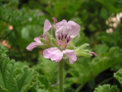 Bilder von Robert 047 - Kopie.jpg