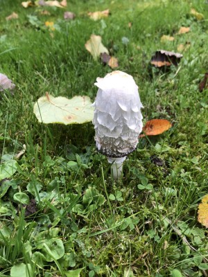 Pilze (3).jpg