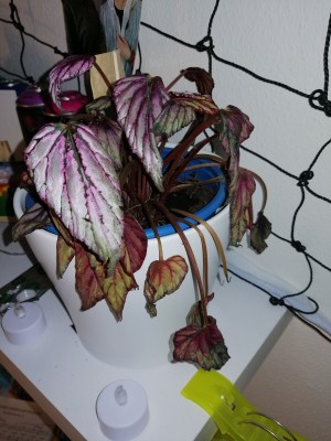 IMG_20201221_102554.jpg