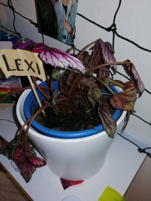 IMG_20201221_102542.jpg