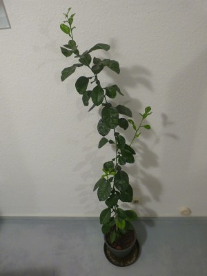 orangenbaum1.jpg