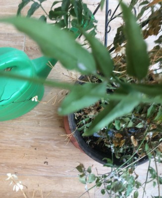 jasmin3.JPG
