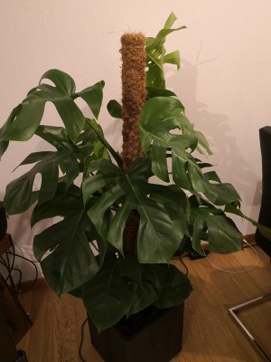 IMG_20201223_231736.jpg