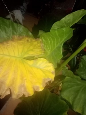 IMG_20201231_135423.jpg