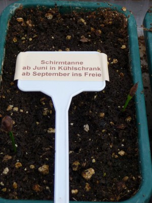 Schirmtanne.jpg