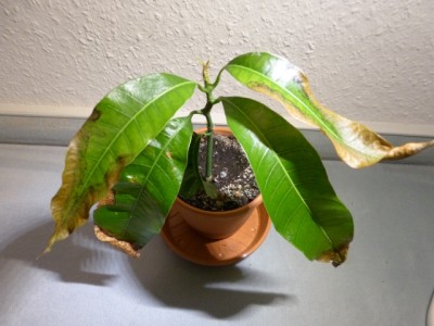 mango4.jpg