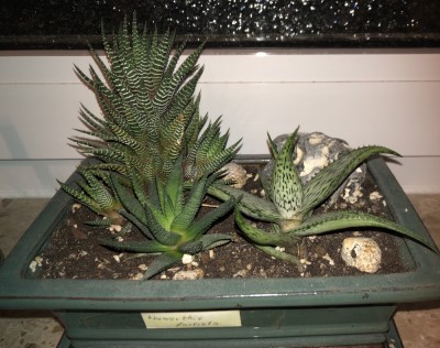 Haworthia.jpg