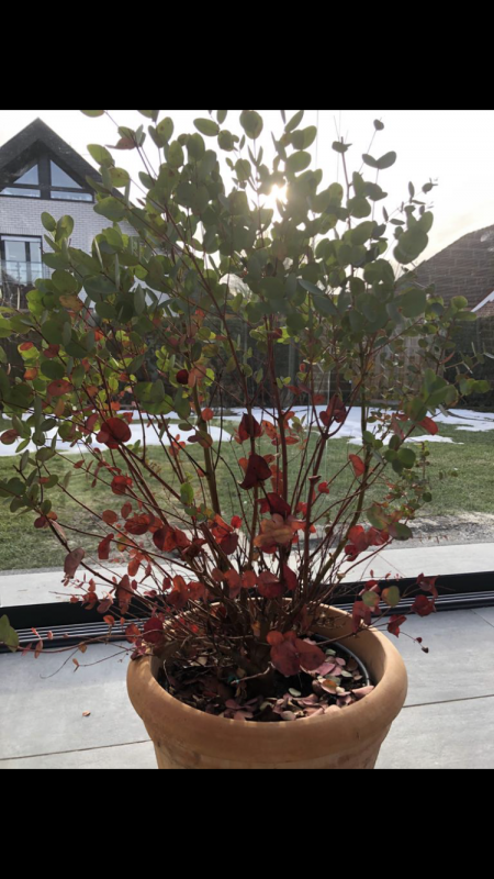 Eukalyptus noch zu retten?