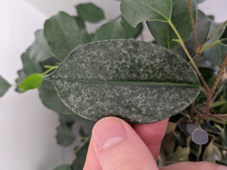 Was hat mein Ficus?