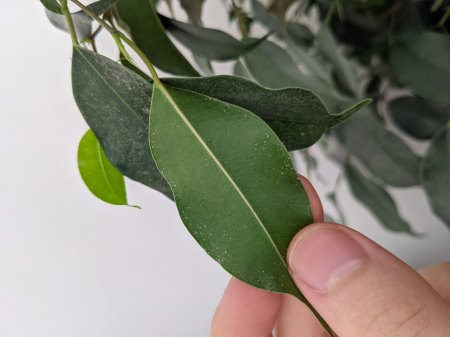 Was hat mein Ficus?