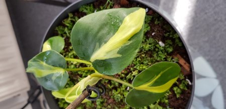Philodendron Cream Splash oder Philo Brasil?